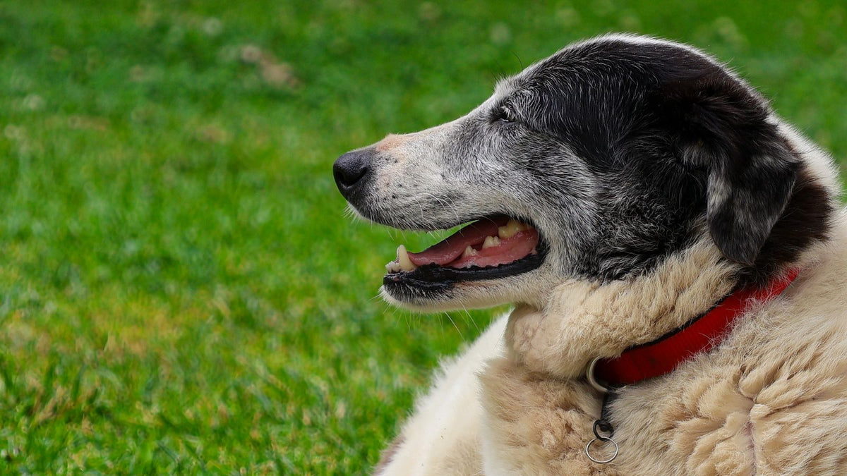 Happy healthy senior dog relaxing on green grass